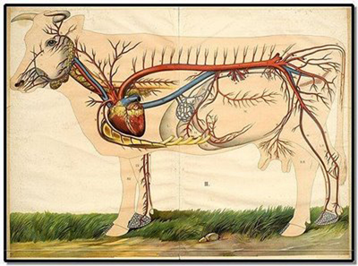 Veterinary Pharmacy Course and Drug License Processing in Bangladesh