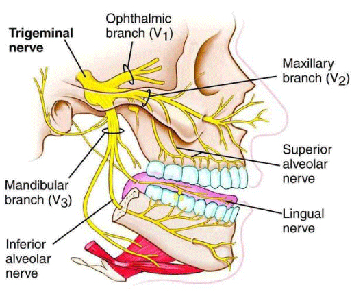 Trigeminal Nerve